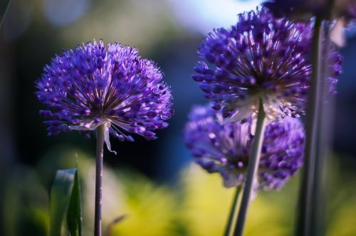 summer flowers purple