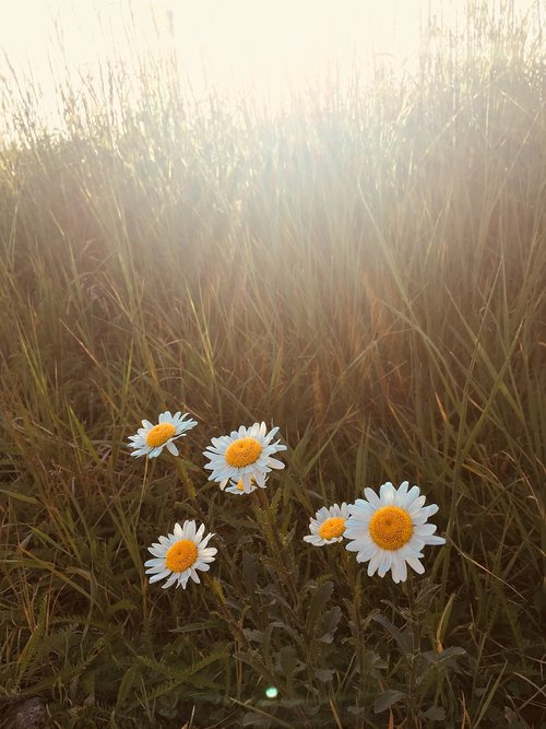 summer  daisy  sunshine