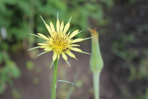 summer  yellow  flower