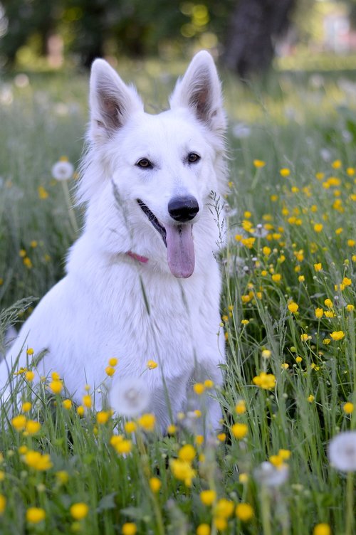 summer  dog  white