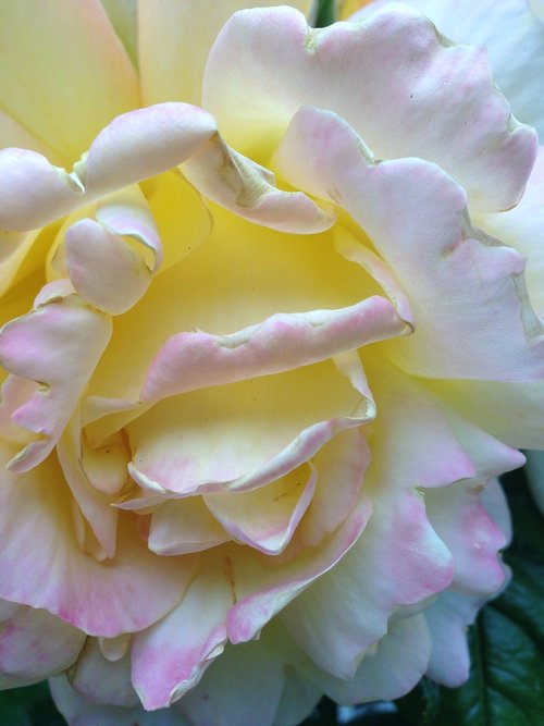 summer  rose  flower