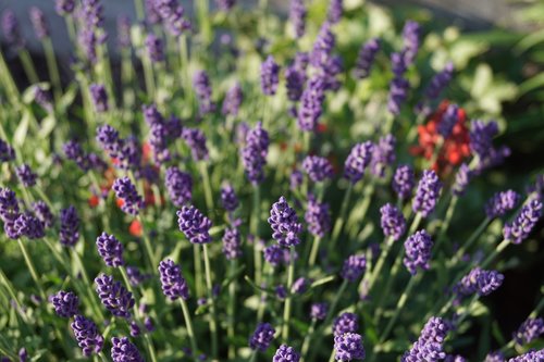 summer  lavender  mix