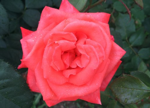 summer  rain  rose