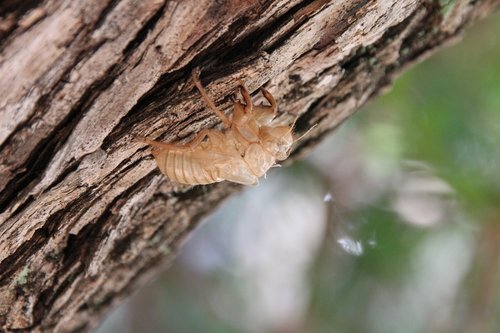 summer  cicada  insect