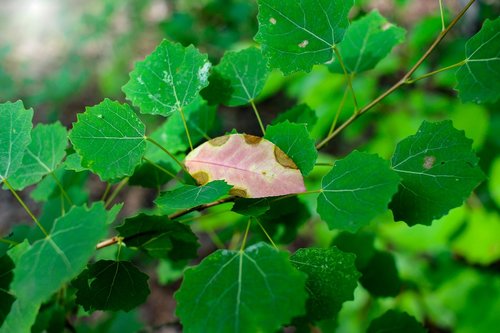 summer  color  leaves