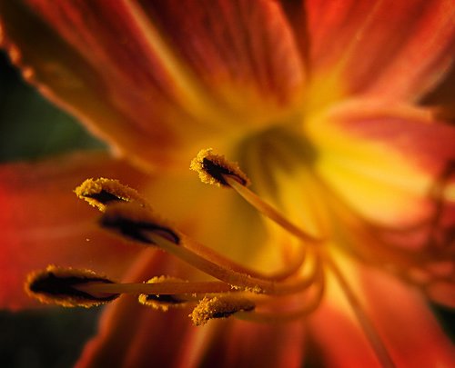 summer  lily bloom  petals