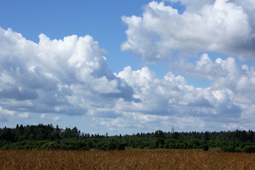 summer  field  nature