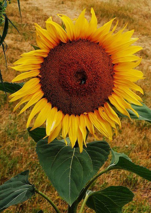 summer  sunflower  bee