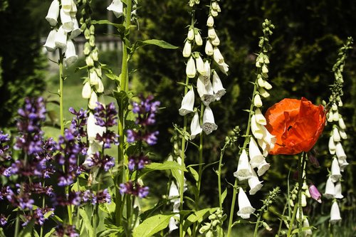 summer  poppies  flowers