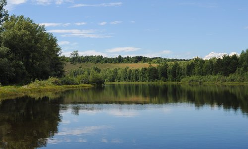 summer  background  trees