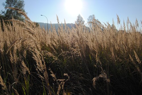 summer  grass  meadow