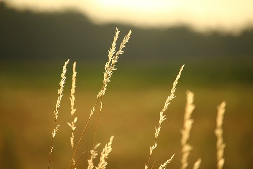 summer  grass  pasture