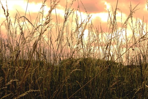 summer  wheat  field