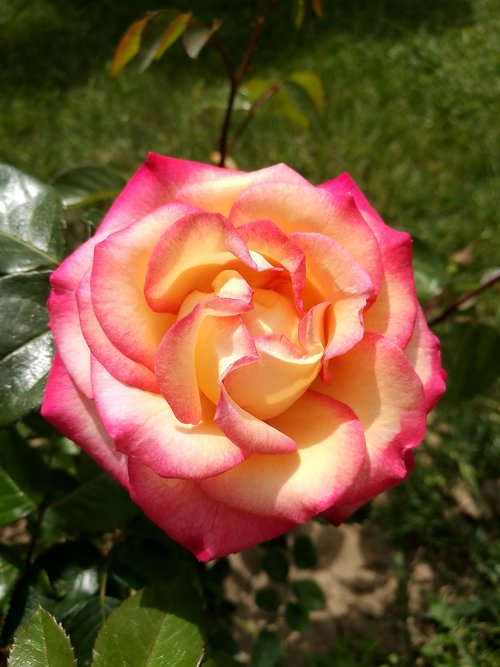 summer  rose  flowers