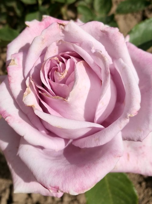 summer  rose  flowers