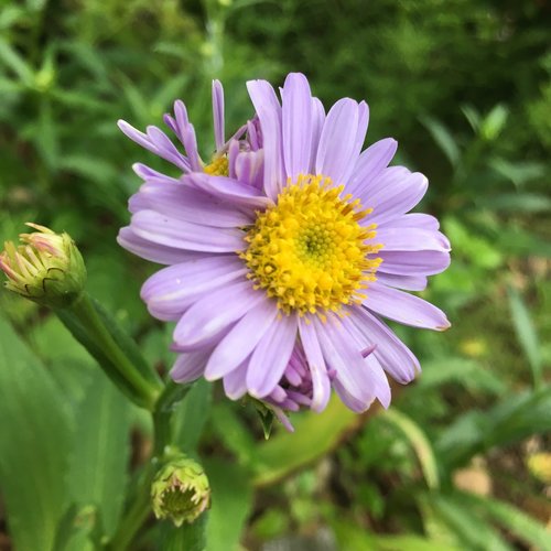 summer  flowers  nature