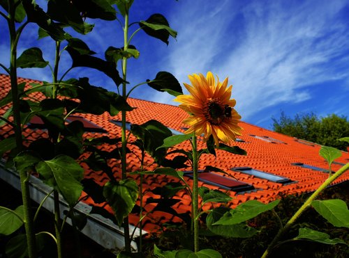 summer  sunflower  fehnhaus