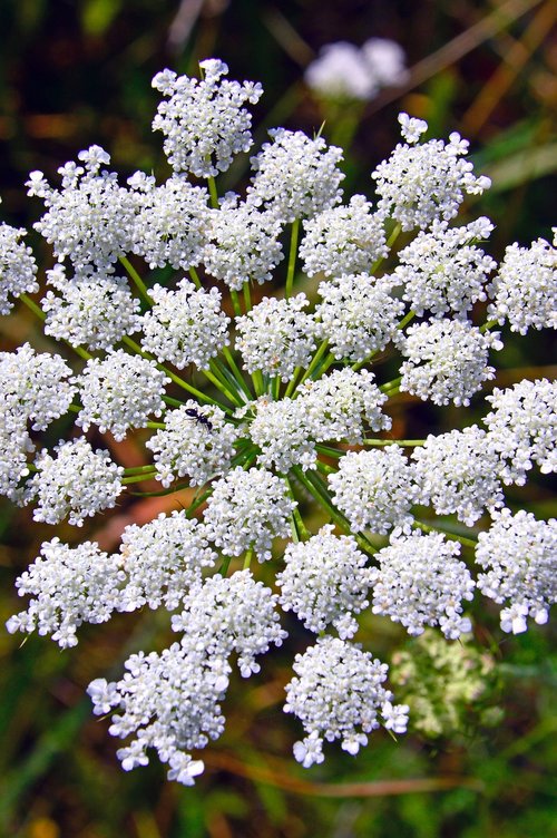 summer  flower  white flower