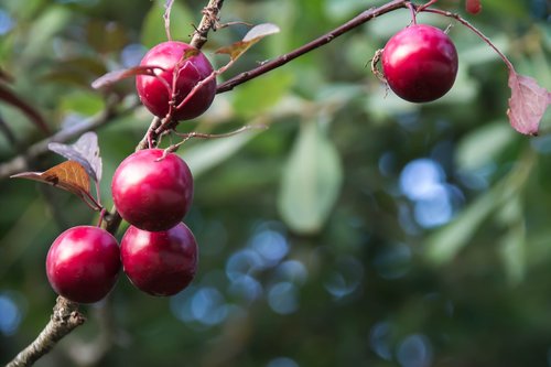 summer  bush  fruit