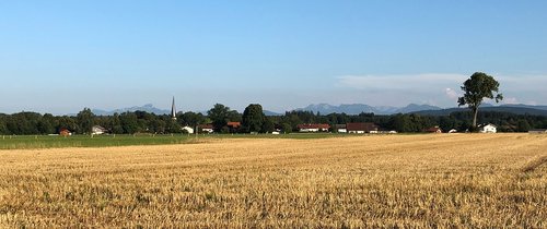 summer  field  nature