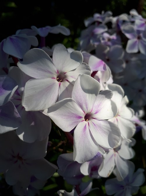 summer  phlox  flowers