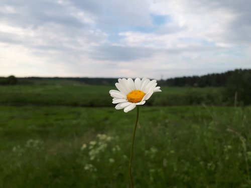 summer  nature  flowers