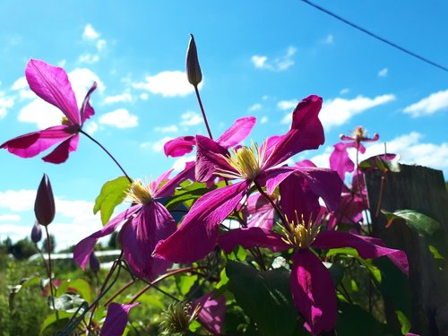 summer  nature  flowers