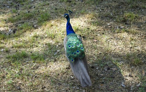 summer  bird  peacock