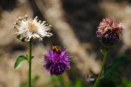 summer  dry  nature