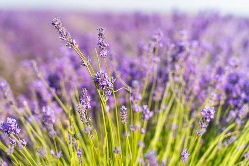 summer  purple  lavender