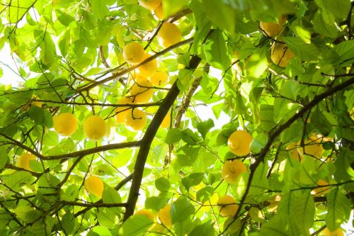 summer lemons yellow