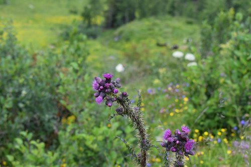 summer  flora  bloom