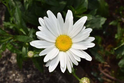 summer  flora  bloom