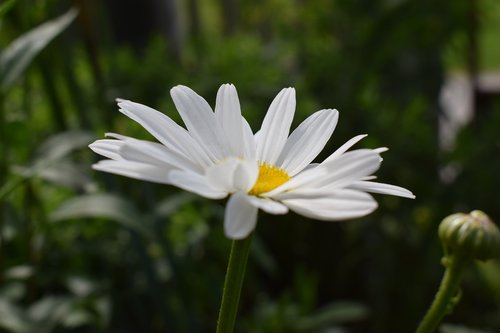 summer  flora  bloom