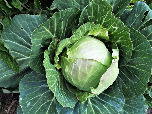 summer  cabbage  healthy