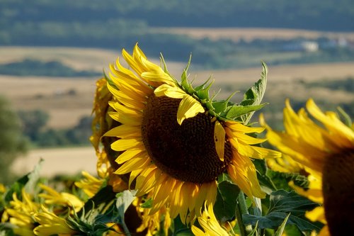 summer  sunflower  joy