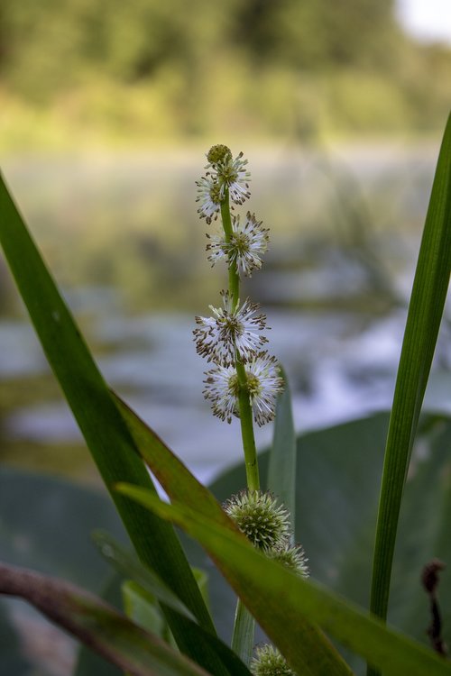 summer  bloom  nature