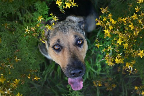 summer  dog  german shepherd