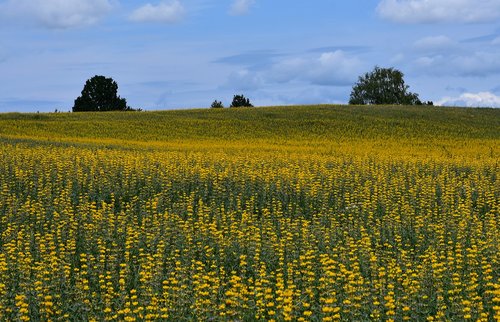 summer  kaszuby  field