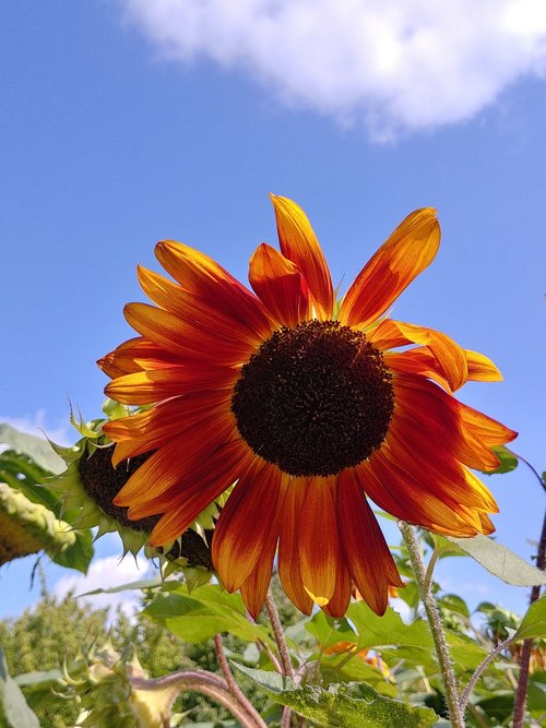 summer  sunflower  yellow