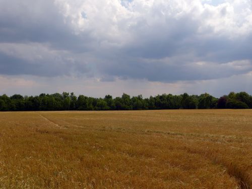 summer field cereals