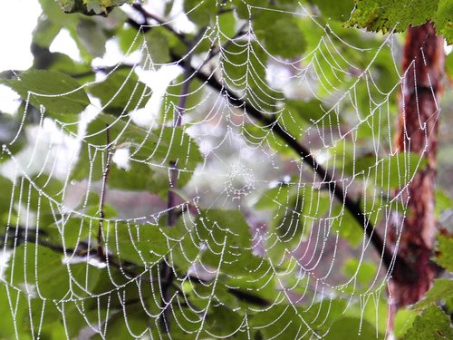 summer  spiderweb  the dew