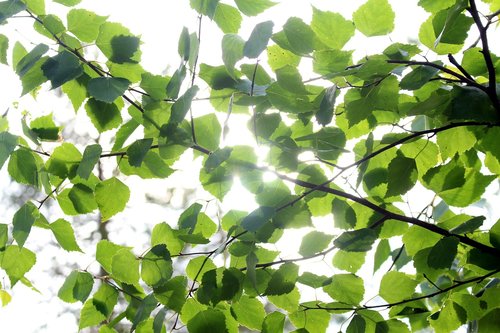 summer  leaf  foliage