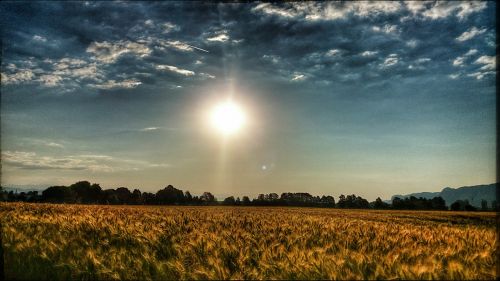 summer sun field