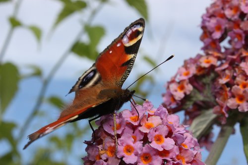summer  peacock  butterfly