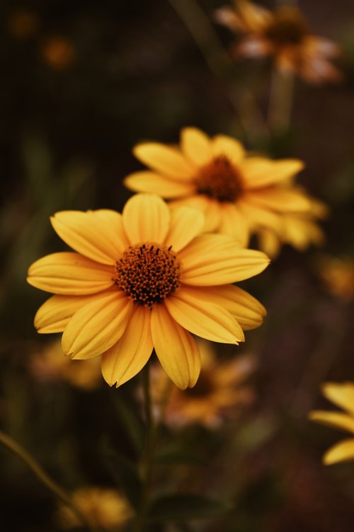 summer  flowers  nature