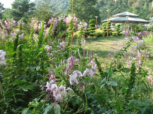 summer garden flowers