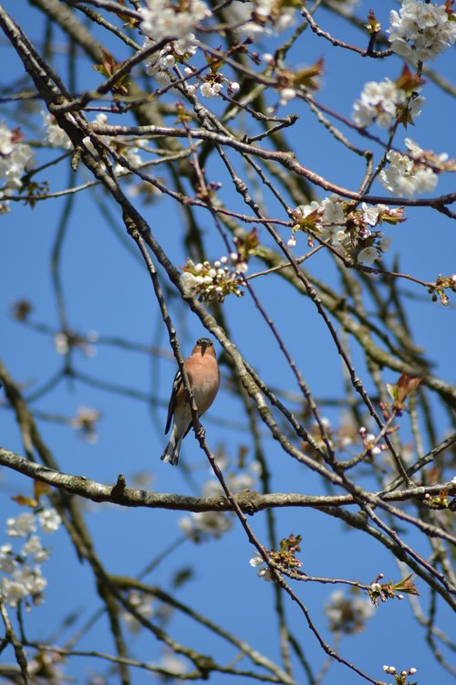 summer  bird  natural