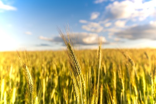 summer  wheat  fields