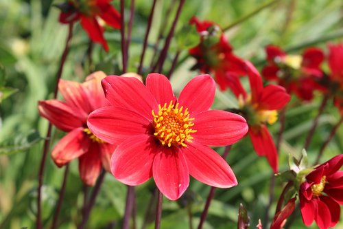 summer  red  garden